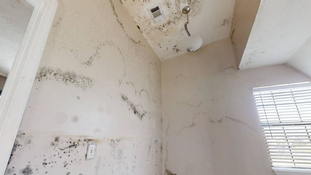 Best Mold Removal for HVAC Installations  in Candor, NC
