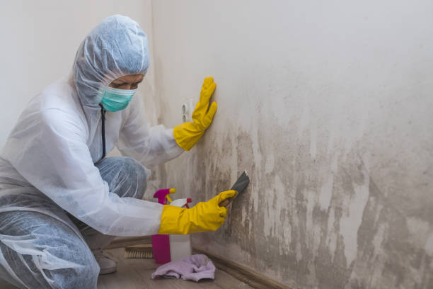 Best Basement Mold Removal  in Candor, NC