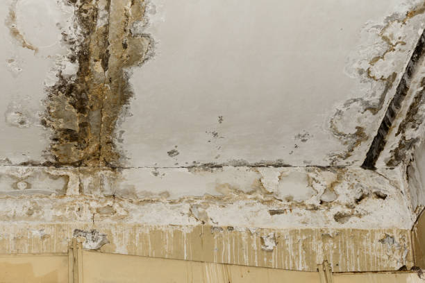 Forensic Mold Investigation in Candor, NC