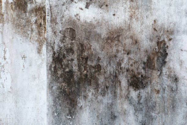 Best Mold-Related Health Consultation  in Candor, NC