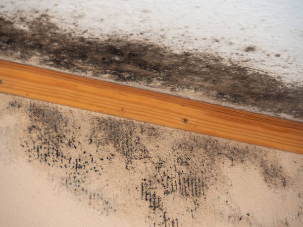 Best Comprehensive Air Testing for Mold Contaminants  in Candor, NC