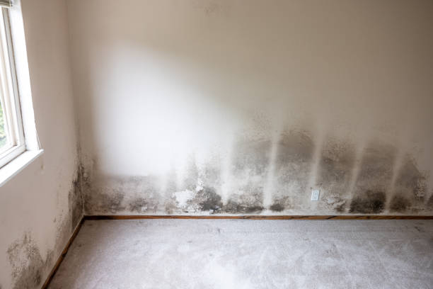 Best Environmental Consulting for Mold Prevention  in Candor, NC