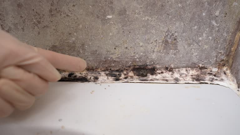 Best Commercial Mold Inspection  in Candor, NC
