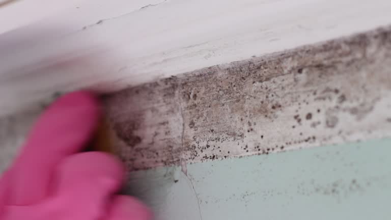 Best Water Damage & Mold Remediation  in Candor, NC